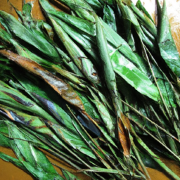 Fresh bamboo leaves for grilling