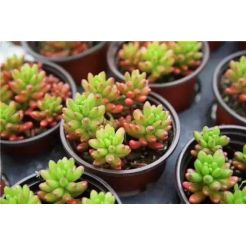 cheap plastic gallon pots wholesale
